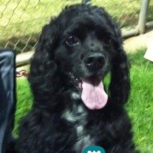 Meet your Posher, Bari